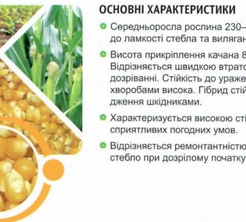 НАСІННЯ КУКУРУДЗИ ПОКОЛІННЯ F-1