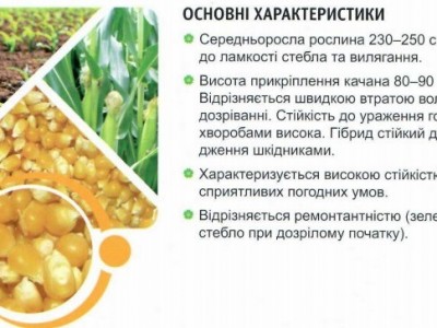 НАСІННЯ КУКУРУДЗИ ПОКОЛІННЯ F-1