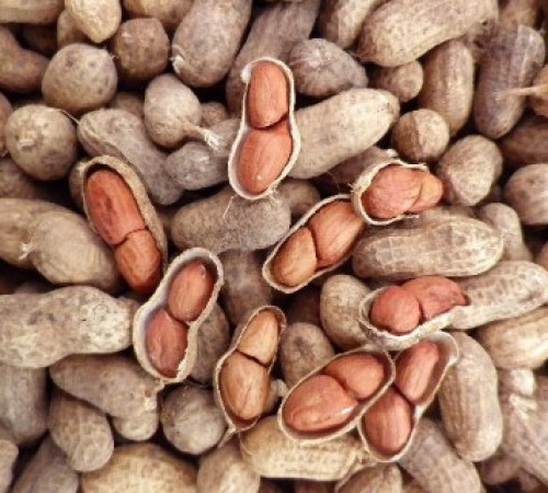 Арахис в скорлупе Гуджарат, Индия EXW/FOB/C&F/CIF 840 дол. за т. - peanut seed Gujarat, India