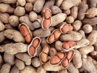 Арахис в скорлупе Гуджарат, Индия EXW/FOB/C&F/CIF 840 дол. за т. - peanut seed Gujarat, India