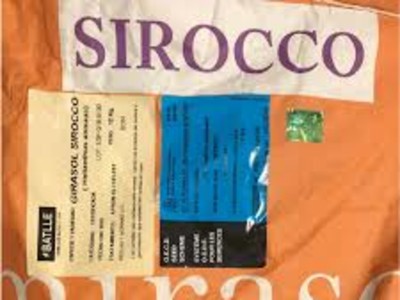 гібрид соняшника  Сірокко ОР7 (SiroccoOR7) Іспанія