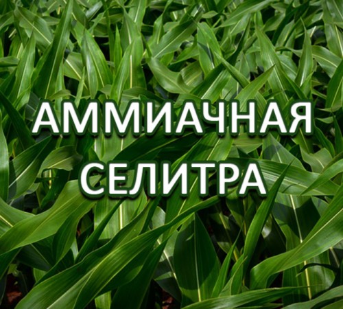 Аміачна селітра N-34,4 марки Б, ГОСТ 2-85 Виробництво ПАТ «АЗОТ» Черкаси