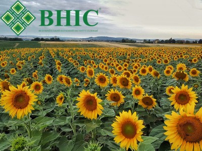 Знижка 15% на насіння соняшника ВНІС напряму від виробника