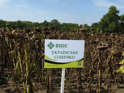 Насіння соняшника Українське сонечко (90-95 днів) від виробника