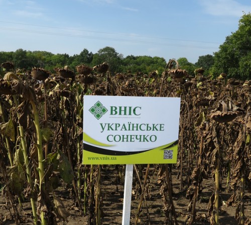Насіння соняшника Українське сонечко (90-95 днів) від виробника