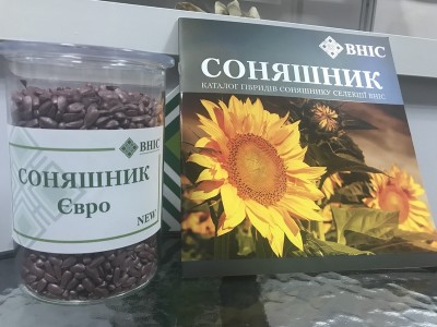 Новинка! Соняшник Євро (100 дн) під Євро-Лайтнінг напряму від ВНІС