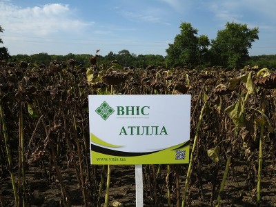 Насіння соняшника Атілла (95-100 днів) від виробника