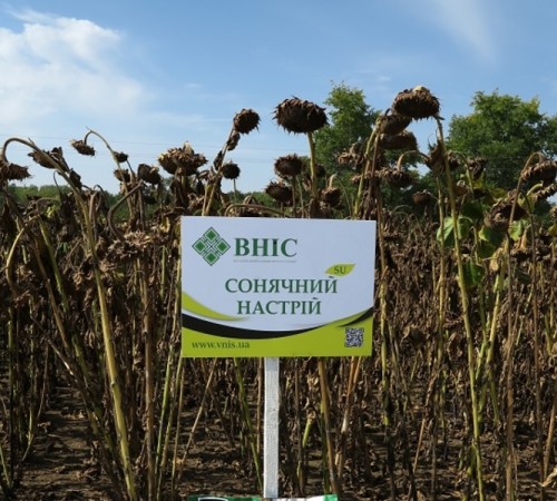 Сонячний настрій (98 дн.) під гранстар напряму від ВНІС