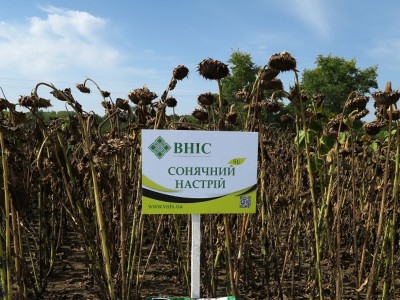 Сонячний настрій (98 дн.) під гранстар напряму від ВНІС
