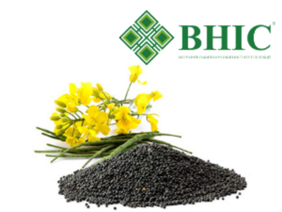 Знижка 7% на ріпак озимий напряму від виробника