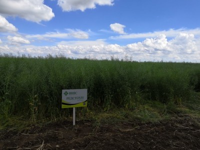 Ріпак озимий посівний Редстоун РС