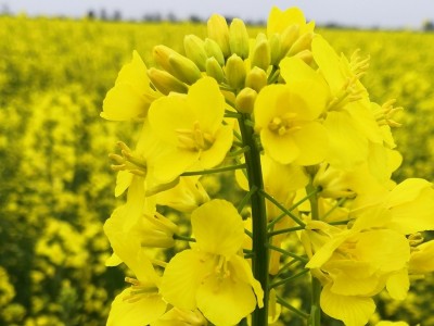 Ріпак озимий під Раундап
