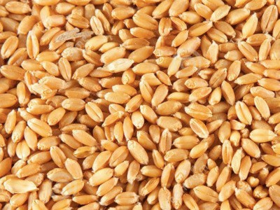 Want to buy Wheat - Bulk