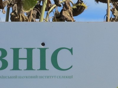 Семена подсолнечника Армагедон ВНИС от производителя